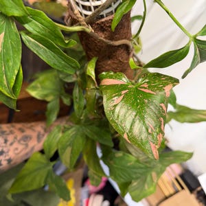 May include: A Syngonium podophyllum plant with variegated green and pink arrow-shaped leaves climbing up a brown cylindrical moss pole. The plant features multiple stems and foliage with distinct pink splashes and speckles on the green surface.