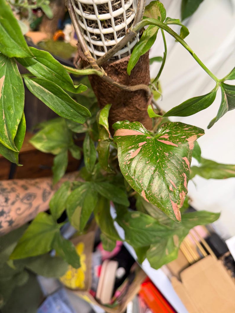 May include: A Syngonium podophyllum plant with variegated green and pink arrow-shaped leaves climbing up a brown cylindrical moss pole. The plant features multiple stems and foliage with distinct pink splashes and speckles on the green surface.