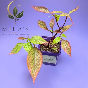 May include: A potted plant with variegated leaves in shades of green, pink, and dark red, planted in a square purple plastic pot. The pot features a white label with the text Mila's Exotic Plants and Curiosities, matching the logo above.