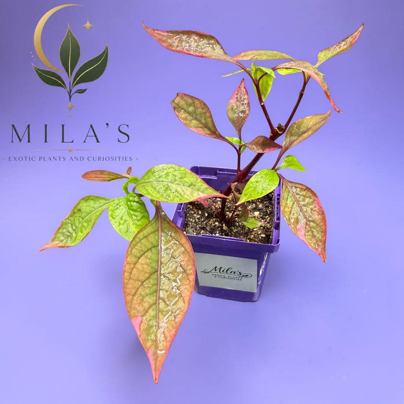 May include: A potted plant with variegated leaves in shades of green, pink, and dark red, planted in a square purple plastic pot. The pot features a white label with the text Mila's Exotic Plants and Curiosities, matching the logo above.