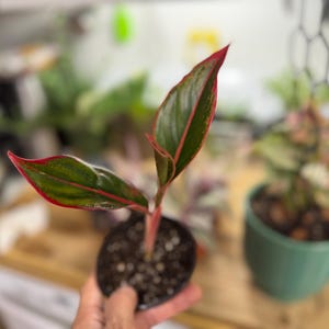 May include: A small Aglaonema plant in a black plastic nursery pot. The plant features three pointed, lance-shaped leaves that are dark green with prominent bright red margins and a matching red central vein, supported by a reddish stem.
