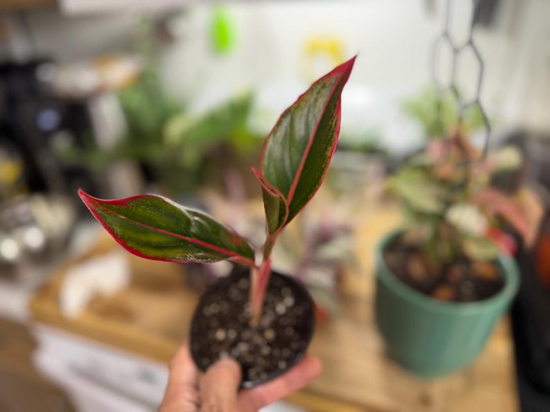May include: A small Aglaonema plant in a black plastic nursery pot. The plant features three pointed, lance-shaped leaves that are dark green with prominent bright red margins and a matching red central vein, supported by a reddish stem.