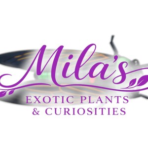 Pode incluir: O logotipo da Mila's Exotic Plants & Curiosities apresenta um inseto estilizado com uma sobreposi&ccedil;&atilde;o roxa. O texto "Mila's" est&aacute; em it&aacute;lico, e o nome da empresa em uma fonte sem serifa.