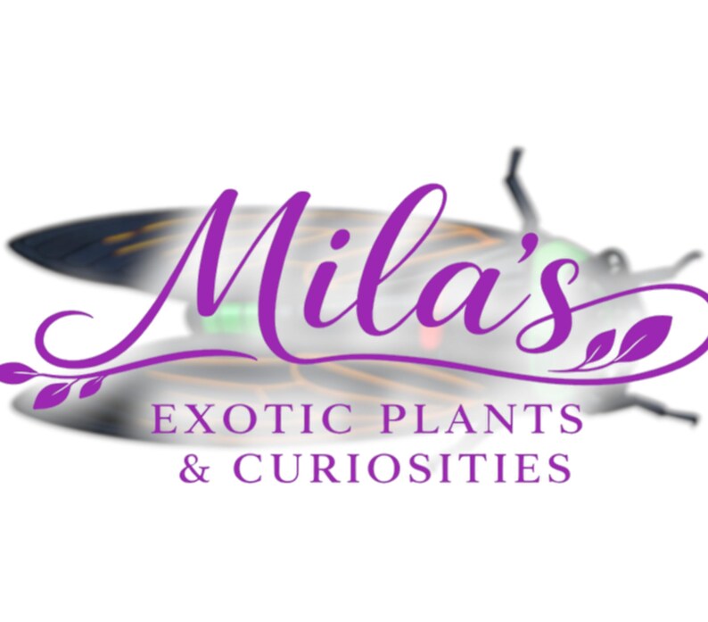 Pode incluir: O logotipo da Mila's Exotic Plants & Curiosities apresenta um inseto estilizado com uma sobreposi&ccedil;&atilde;o roxa. O texto "Mila's" est&aacute; em it&aacute;lico, e o nome da empresa em uma fonte sem serifa.