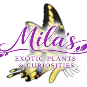 May include: The logo for "Mila's Exotic Plants & Curiosities" displays purple script text over a butterfly with yellow and black wings. The design is set against a white background, with a decorative floral element.