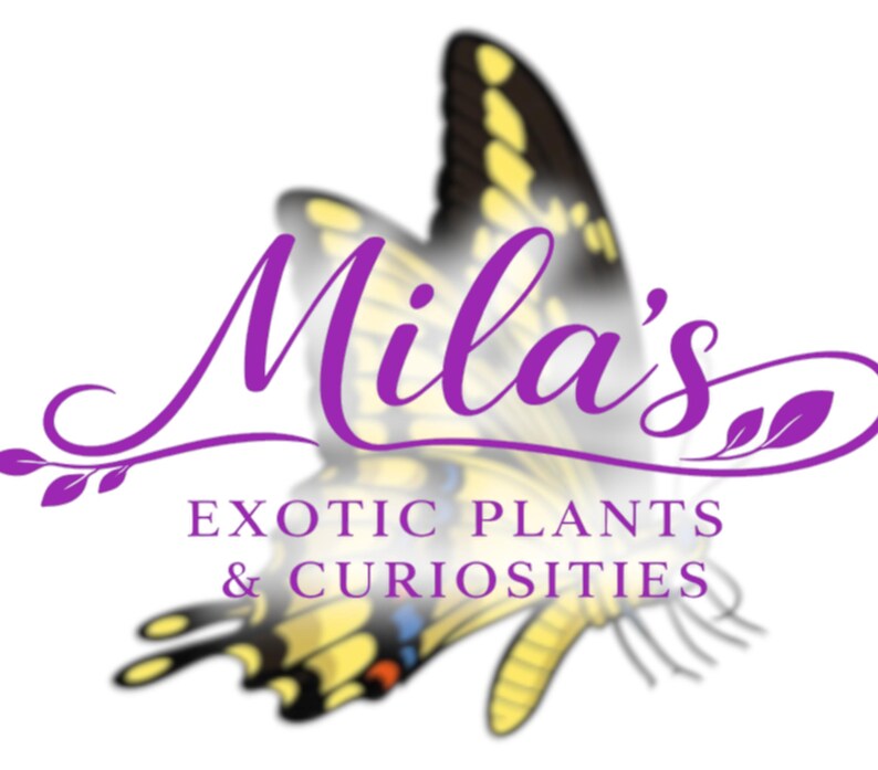 May include: The logo for "Mila's Exotic Plants & Curiosities" displays purple script text over a butterfly with yellow and black wings. The design is set against a white background, with a decorative floral element.