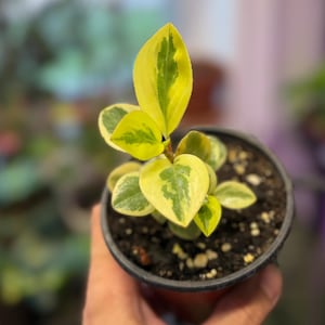 Pode incluir: Uma pequena planta Peperomia obtusifolia variegata num vaso de pl&aacute;stico preto. A planta apresenta folhas grossas e suculentas com um padr&atilde;o distinto de margens amarelo-brilhante em torno de uma mancha central verde-escura em caules castanhos.