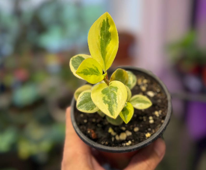 Pode incluir: Uma pequena planta Peperomia obtusifolia variegata num vaso de pl&aacute;stico preto. A planta apresenta folhas grossas e suculentas com um padr&atilde;o distinto de margens amarelo-brilhante em torno de uma mancha central verde-escura em caules castanhos.
