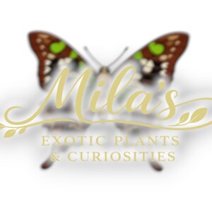 May include: A logo featuring a butterfly with brown, white, and green markings. The text "Mila's" is written in a cursive font, with "EXOTIC PLANTS & CURIOSITIES" below.