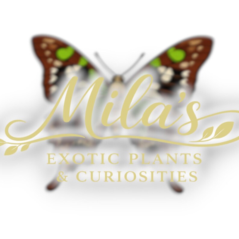 May include: A logo featuring a butterfly with brown, white, and green markings. The text "Mila's" is written in a cursive font, with "EXOTIC PLANTS & CURIOSITIES" below.