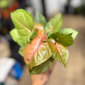 May include: A Syngonium plant featuring arrow-shaped leaves with a variegated color palette of soft pink, salmon, and light green. The foliage displays prominent veins and a smooth texture, with the leaves arranged in a cluster radiating outward.