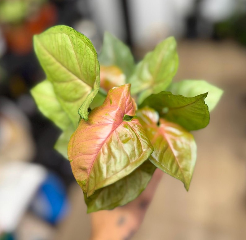 May include: A Syngonium plant featuring arrow-shaped leaves with a variegated color palette of soft pink, salmon, and light green. The foliage displays prominent veins and a smooth texture, with the leaves arranged in a cluster radiating outward.