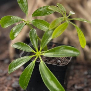 May include: A small Schefflera plant with glossy, bright green, palmately compound leaves arranged in circular clusters. The plant is potted in a square black plastic container filled with dark soil, showcasing multiple stems and vibrant foliage.