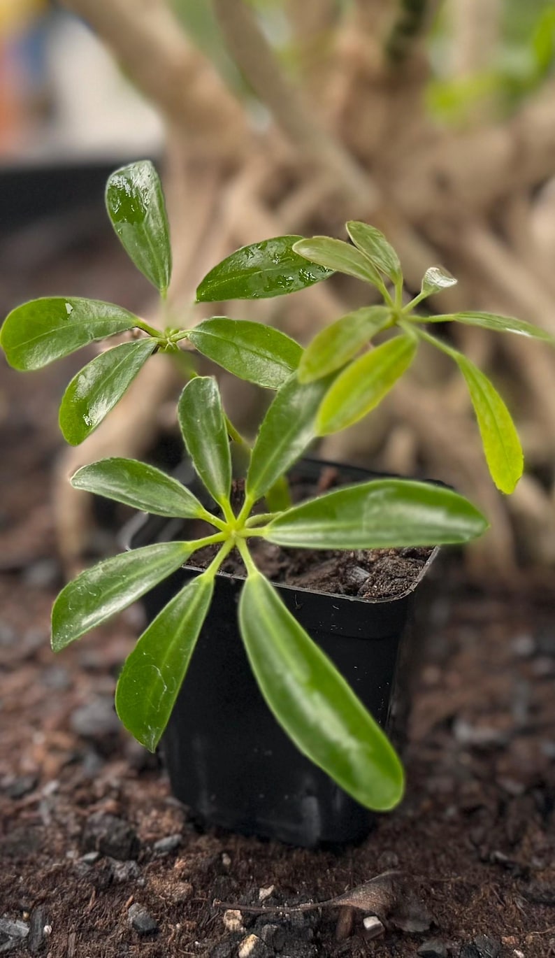 May include: A small Schefflera plant with glossy, bright green, palmately compound leaves arranged in circular clusters. The plant is potted in a square black plastic container filled with dark soil, showcasing multiple stems and vibrant foliage.