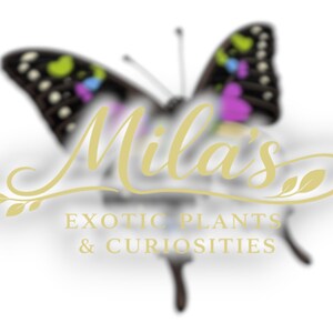 May include: A logo featuring a butterfly with black wings, accented with green, purple, and blue spots. The name "Mila's" is written in a cursive font, with the text "EXOTIC PLANTS & CURIOSITIES" below.