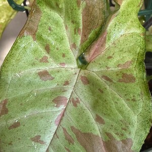 May include: A variegated Syngonium plant leaf featuring a heart-shaped structure with a prominent central vein. The foliage displays a mottled pattern of light green and soft pinkish-brown patches across the surface, with visible water droplets.