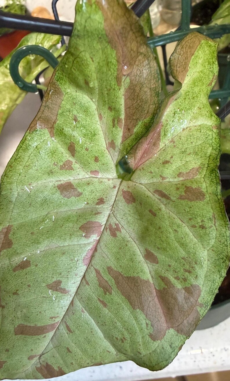 May include: A variegated Syngonium plant leaf featuring a heart-shaped structure with a prominent central vein. The foliage displays a mottled pattern of light green and soft pinkish-brown patches across the surface, with visible water droplets.