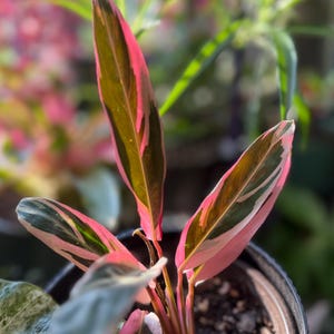 May include: A Stromanthe Triostar plant featuring elongated, lance-shaped leaves with a variegated pattern of deep green, cream, and vibrant pink. The undersides of the leaves and the stems display a rich, saturated magenta-pink coloration.
