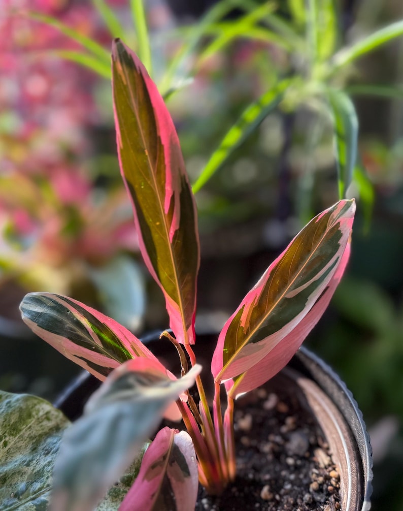 May include: A Stromanthe Triostar plant featuring elongated, lance-shaped leaves with a variegated pattern of deep green, cream, and vibrant pink. The undersides of the leaves and the stems display a rich, saturated magenta-pink coloration.