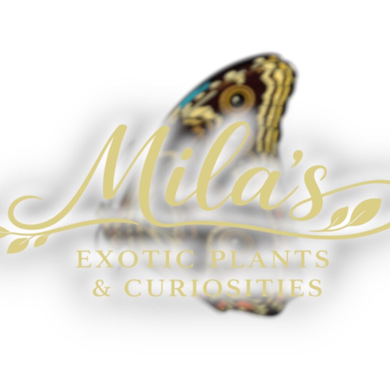 May include: Logo for Mila's Exotic Plants & Curiosities. The logo features a stylized butterfly wing in shades of brown, gold, and blue. The name "Mila's" is written in elegant gold script above the text "EXOTIC PLANTS & CURIOSITIES".