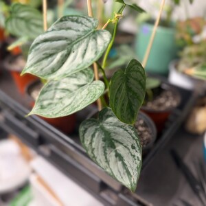 May include: A Philodendron brandtianum plant featuring heart-shaped leaves with a variegated pattern of dark green and silvery-grey metallic splashes. The plant is supported by thin wooden stakes and is potted in a dark plastic nursery container.