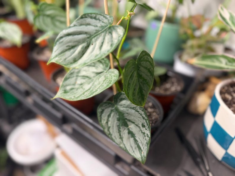 May include: A Philodendron brandtianum plant featuring heart-shaped leaves with a variegated pattern of dark green and silvery-grey metallic splashes. The plant is supported by thin wooden stakes and is potted in a dark plastic nursery container.