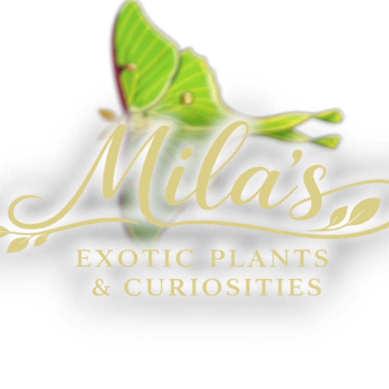 May include: Logo for Mila's Exotic Plants & Curiosities. The logo features a stylized, light green butterfly with yellow accents. The name "Mila's" is written in elegant, cursive gold lettering, with the tagline "EXOTIC PLANTS & CURIOSITIES" below.