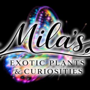 1998 Nostalgia Vibrant Butterfly Art Pack - 90's Prints 300DPI Clipart