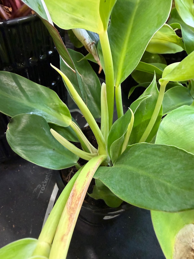May include: A potted philodendron plant featuring multiple broad, smooth, light to medium green leaves with prominent central veins. Several pale green, pointed, unopened leaf sheaths extend upward from the central stem of the plant.