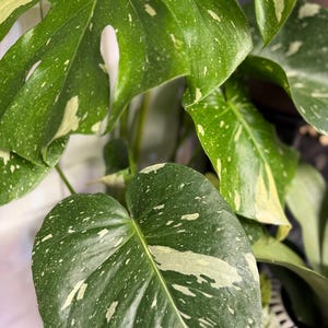 May include: A Monstera Thai Constellation plant featuring large, heart-shaped leaves with a deep green base color and distinct creamy white or pale yellow speckled variegation patterns across the entire surface of the foliage.