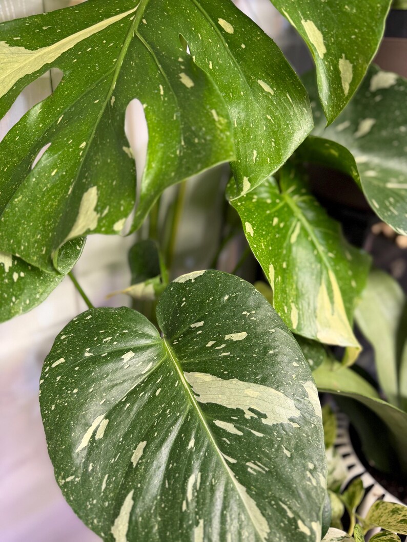 May include: A Monstera Thai Constellation plant featuring large, heart-shaped leaves with a deep green base color and distinct creamy white or pale yellow speckled variegation patterns across the entire surface of the foliage.