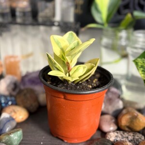 Pode incluir: Uma pequena planta Peperomia obtusifolia variegata com folhas grossas e carnudas de cor verde-claro e amarelo-creme, plantada num vaso de viveiro de pl&aacute;stico simples, redondo e de cor terracota, cheio de terra escura.