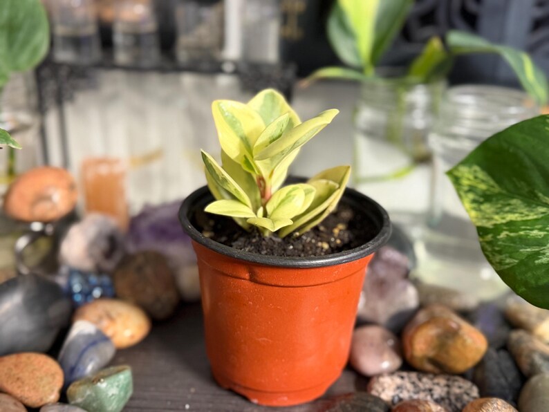 Pode incluir: Uma pequena planta Peperomia obtusifolia variegata com folhas grossas e carnudas de cor verde-claro e amarelo-creme, plantada num vaso de viveiro de pl&aacute;stico simples, redondo e de cor terracota, cheio de terra escura.