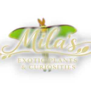May include: Logo for "Mila's Exotic Plants & Curiosities" in gold script with a stylized moth graphic. The moth has green and yellow wings. The text is centered below the moth graphic.