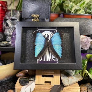 Blue Morpho “The Hermit Midnight” Framed Specimen Art | Morpho deidamia Dark Gothic Tarot Decor None