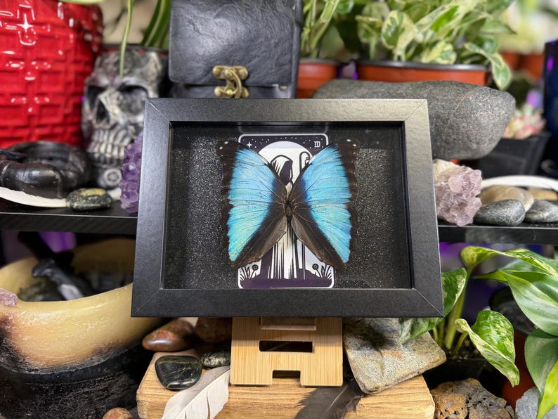 Blue Morpho “The Hermit Midnight” Framed Specimen Art | Morpho deidamia Dark Gothic Tarot Decor None