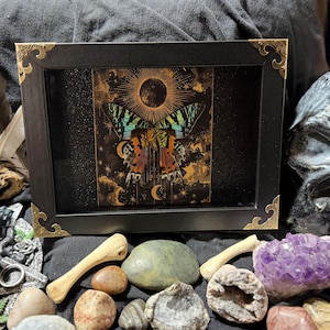 Framed Madagascan Sunset Moth, Iridescent Specimen Art, Black, Midnight & Sapphire Editions Midnight Edition 001