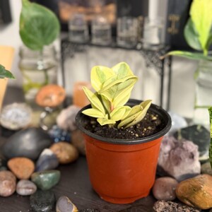 Pode incluir: Uma pequena planta variegada com folhas amarelo-brilhantes e verdes, plantada num simples vaso de pl&aacute;stico cor de terracota. A planta apresenta folhagem espessa e cerosa com padr&otilde;es de cor distintos, centrada num vaso com terra escura.