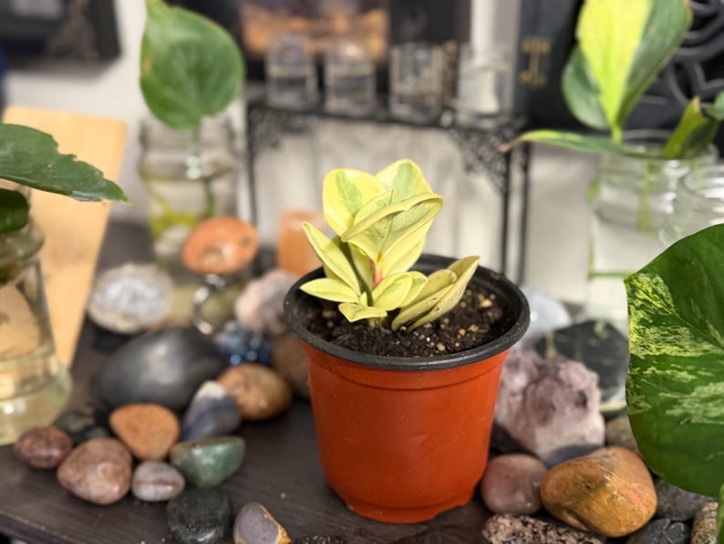 Pode incluir: Uma pequena planta variegada com folhas amarelo-brilhantes e verdes, plantada num simples vaso de pl&aacute;stico cor de terracota. A planta apresenta folhagem espessa e cerosa com padr&otilde;es de cor distintos, centrada num vaso com terra escura.