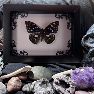 May include: A framed butterfly specimen with black and white spotted wings. The butterfly is centered in a black frame with decorative corner accents. The image is surrounded by crystals, stones, feathers, and a skull.