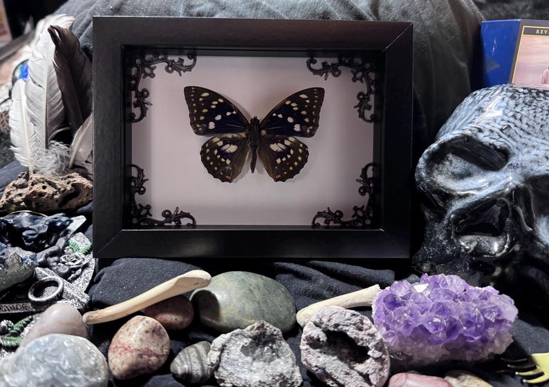 May include: A framed butterfly specimen with black and white spotted wings. The butterfly is centered in a black frame with decorative corner accents. The image is surrounded by crystals, stones, feathers, and a skull.