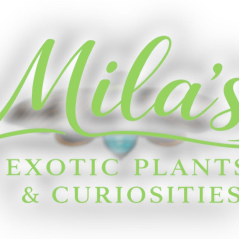 May include: Logo for "Mila's Exotic Plants & Curiosities" in a light green script font. The text is layered over a blurred background with a teal and brown design. The words "EXOTIC PLANTS & CURIOSITIES" are in a sans-serif font.