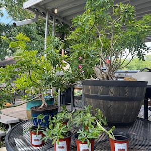 May include: A collection of Schefflera plants including one large specimen in a dark wood-grain barrel planter, one medium plant in a blue ceramic pot, and four small starter plants in red plastic pots with white labels on a metal table.