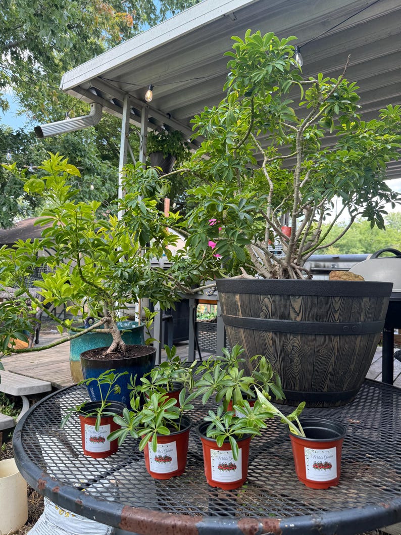 May include: A collection of Schefflera plants including one large specimen in a dark wood-grain barrel planter, one medium plant in a blue ceramic pot, and four small starter plants in red plastic pots with white labels on a metal table.