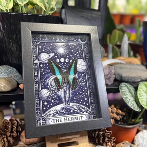 Blue Bottleneck “The Hermit Celestial Wanderer” Framed Specimen Art | Graphium sarpedon Tarot Decor bild 2