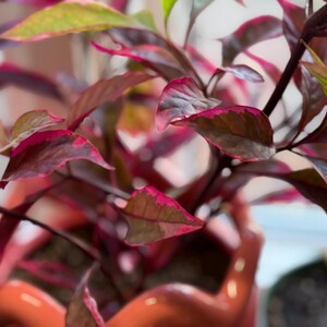 May include: A potted plant with pointed leaves featuring a variegated pattern of deep burgundy, dark green, and vibrant magenta. The plant is housed in a glossy, scalloped-edge orange ceramic pot that holds dark potting soil around the base.