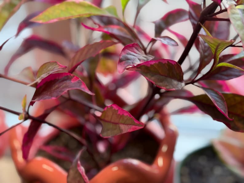 May include: A potted plant with pointed leaves featuring a variegated pattern of deep burgundy, dark green, and vibrant magenta. The plant is housed in a glossy, scalloped-edge orange ceramic pot that holds dark potting soil around the base.