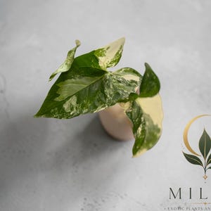 May include: A variegated Syngonium plant with arrow-shaped leaves featuring a mix of deep green and creamy white patterns, housed in a small, light-colored container. The logo for Mila's Exotic Plants and Curiosities is visible in the corner.