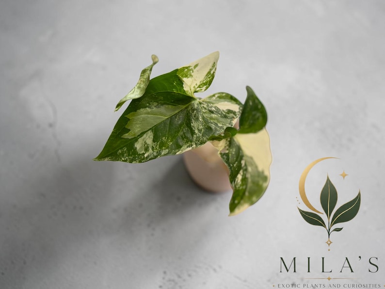 May include: A variegated Syngonium plant with arrow-shaped leaves featuring a mix of deep green and creamy white patterns, housed in a small, light-colored container. The logo for Mila's Exotic Plants and Curiosities is visible in the corner.