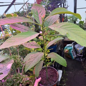 Puede incluir: Un joven &aacute;rbol de aguacate en una maceta marr&oacute;n peque&ntilde;a, con hojas verdes grandes y un tallo delgado. Las hojas tienen un tinte rosado por la iluminaci&oacute;n. La planta est&aacute; en un invernadero, rodeada de otras plantas.